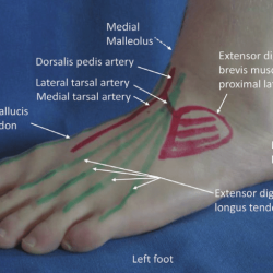 Ankle foot landmarks bony